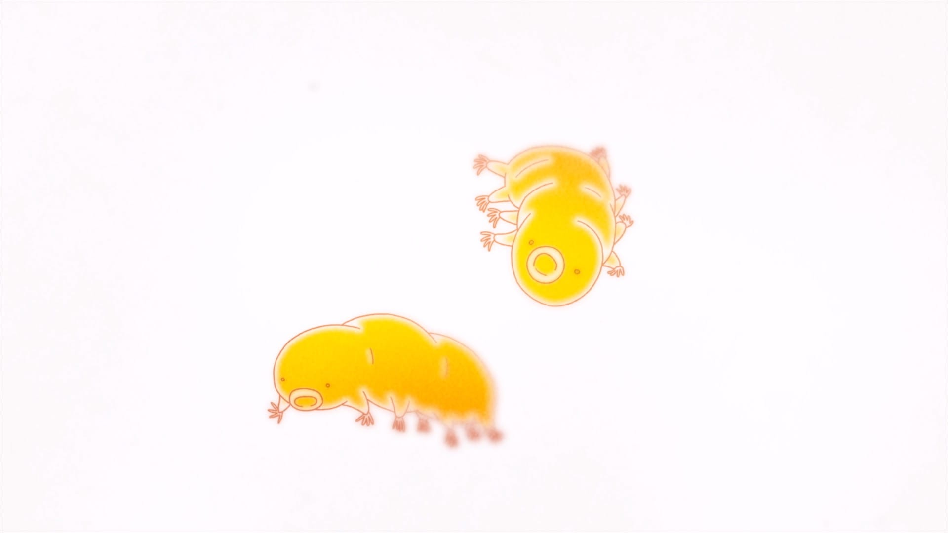 2026 / PT, ES, PL / 11'07'' Ala Nunu A spaceprobe called beresheet, legless birds of paradise, hamster cull and humanity trying to make the world make sense.