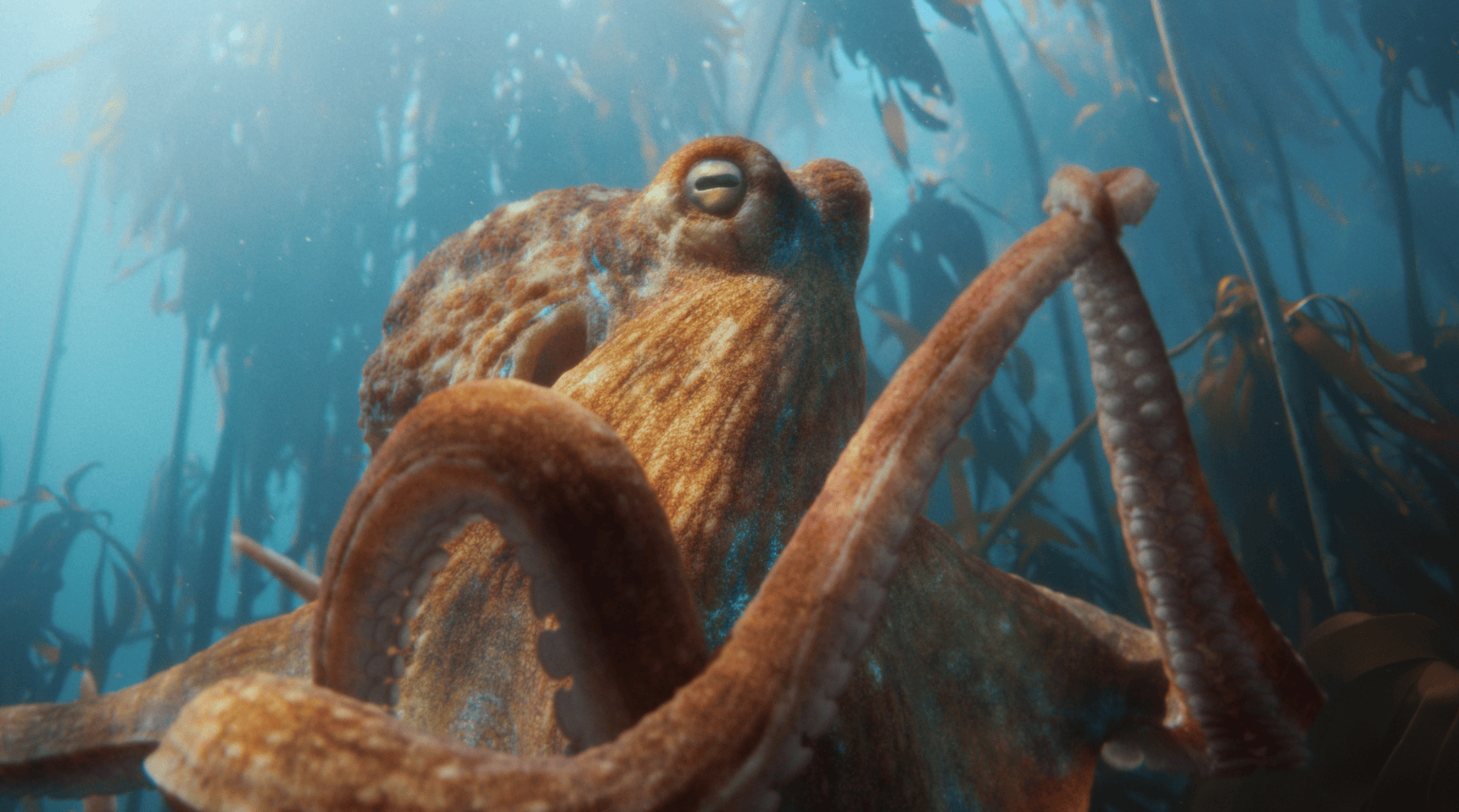 Parasol_Island_BMW_Octowaltz